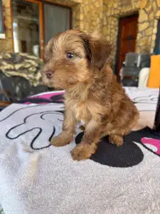 Maltipoo - Bruno