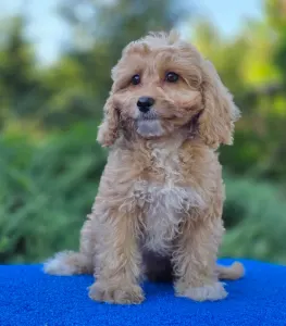 Cavapoo - Miles