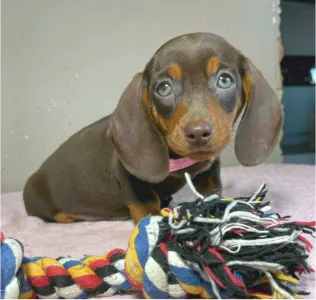 Bassotto - Charlotte