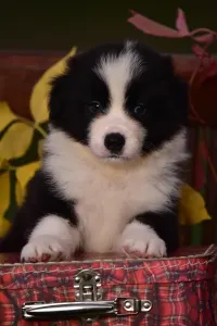 Border Collie - Gingers Heritage Dream Of The Golden Homesteads