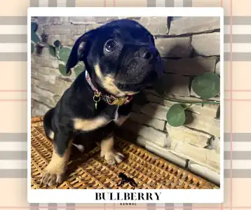 Amerikai Bully - Standard - Silvanberry