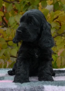 Angol Cocker spániel - Demona