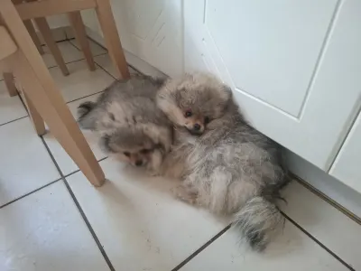 Pomeranian - Honey Sade