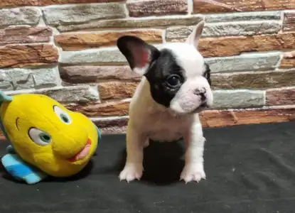 Bulldog francez - Ice Bear