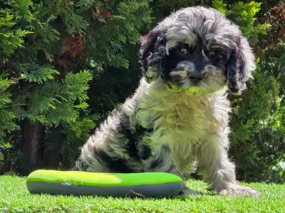 Cavapoo - Merida