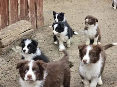 Border Collie - Sio-Bella