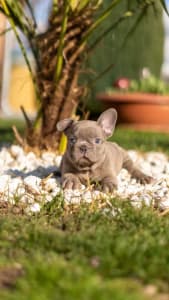 Französische Bulldogge - Napsugár