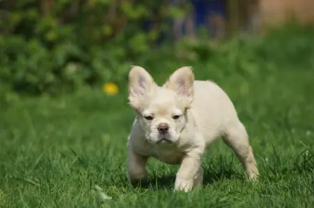 Francia bulldog - Icebear