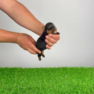 Jorkšírský teriér - Wendy