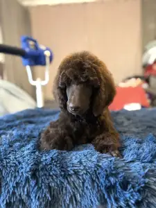 Poodle Standard - Brown Male