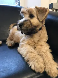 Irish soft coated wheaten terrier - Bellatulus Astrum