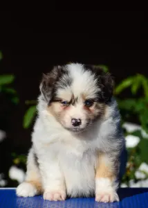 Ausztrál juhászkutya - Winstead Not Broken Love