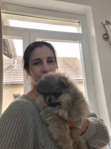 Pomeranian - Aisa