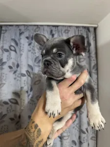 French Bulldog - Dodó