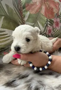 West Highland White Terrier - Bosco