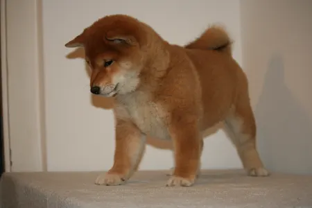 Shiba Inu - Hoshibaru Be My Favorite