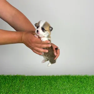 Welsh Corgi Pembroke - Affinity
