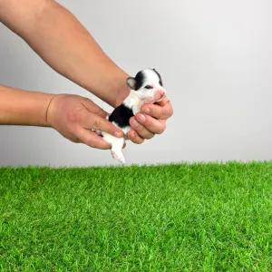 Biewer Terrier - Ola