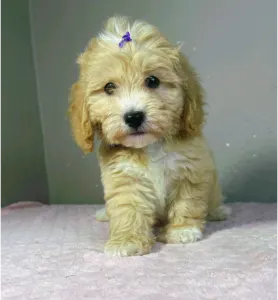 Maltipoo - Gabor