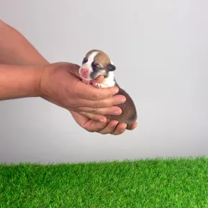 Pembroke Welsh Corgi - Yana