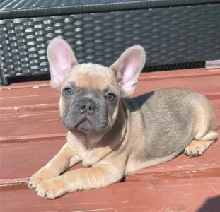 Французский бульдог - Ben