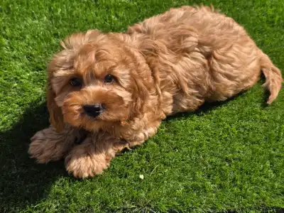 Cavapoo - Mendosa