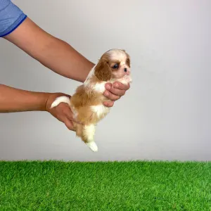 Cavalier King Charles Spaniel - Karosso