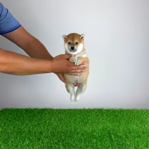 Shiba Inu - Sachi