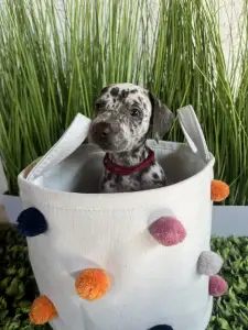 Dalmatiner - Royal Arena Htz Ballerina