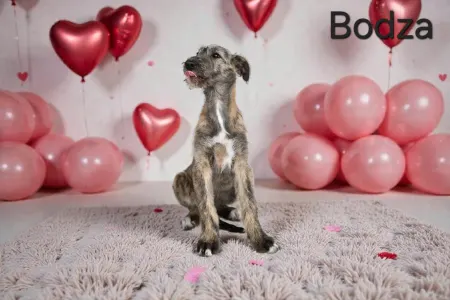 Irischer Wolfshund - Bodza