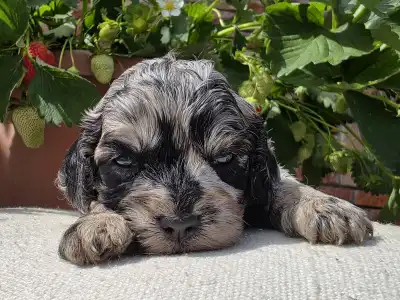 Cavapoo - Merida