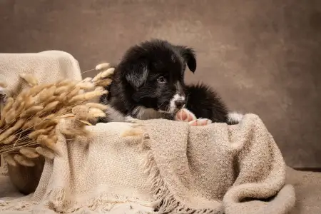 Border Collie - Cool Dark Design