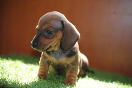 Dachshund - Olíva