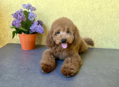 Trpasličí pudl - Goofy