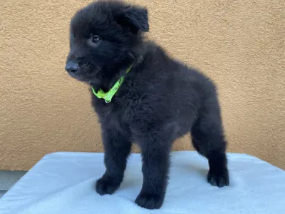 Belga juhászkutya - Gerőcsvári Black Diamond Hank