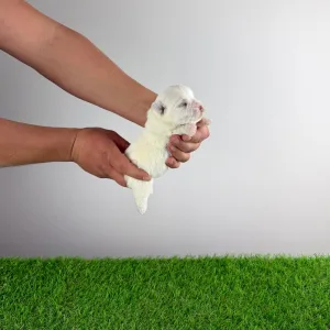 West Highland White Terrier - Jogi