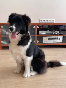 Border Collie - Blacky