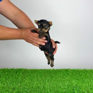 Yorkshire Terrier - Yamba