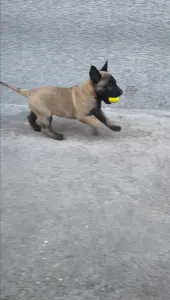 Belga juhászkutya - Hegeházi-őrző Darius