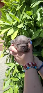 Francia bulldog - Holly 