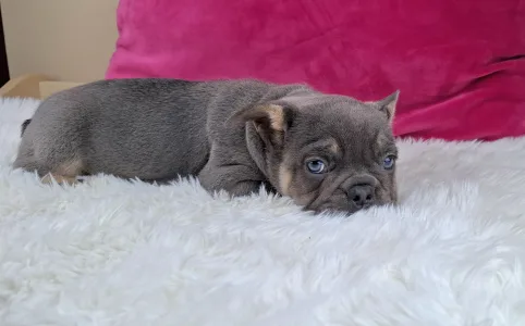 French Bulldog - Victor
