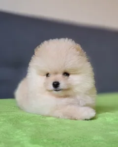Pomeranian - Carlos