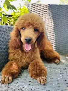 Caniche Nain - Samu