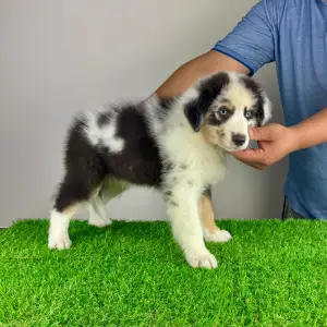 Australian Shepherd - Shaky