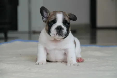 Bulldog francez - Freddy