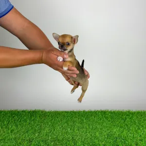 Chihuahua - Birdy