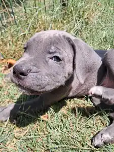 Cane Corso - Buzz