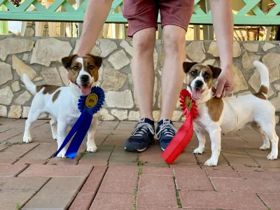 Jack Russell Terrier - Gold Leash Kennel