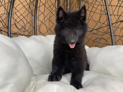 Chien de Berger Belge - Gerőcsvári Black Diamond Hanna