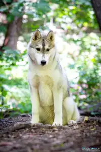 Husky de Sibérie - Saint Michael Island The Winner Takes It All